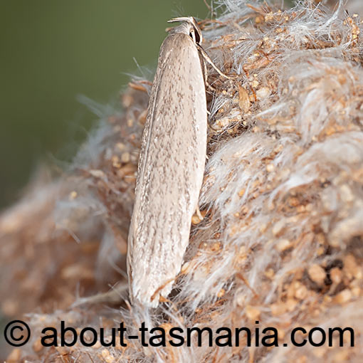 Scieropepla typhicola, , Xyloryctidae, moth, Tasmania