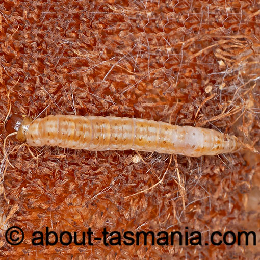 Scieropepla typhicola, , Xyloryctidae, moth, Tasmania