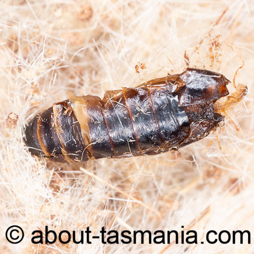 Scieropepla typhicola, , Xyloryctidae, moth, Tasmania