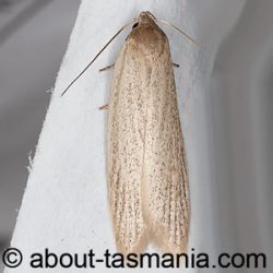 Scieropepla typhicola