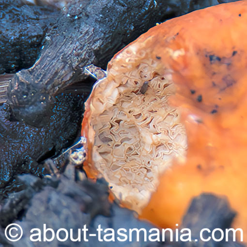 Arcangeliella sp., fungi, Tasmania