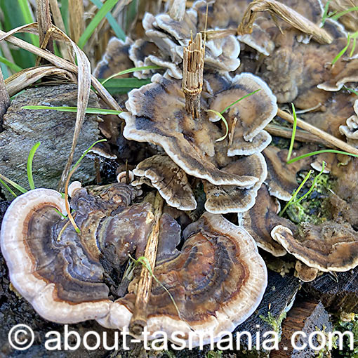 Bjerkandera adusta, Smoky polypore, fungi, Tasmania