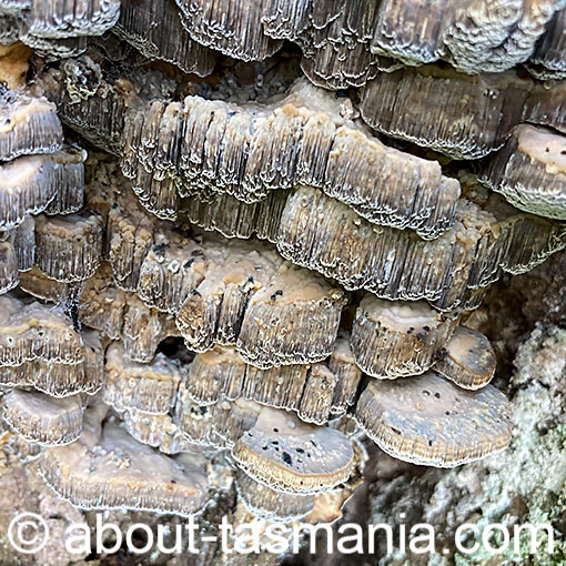 Bjerkandera adusta, Smoky polypore, fungi, Tasmania