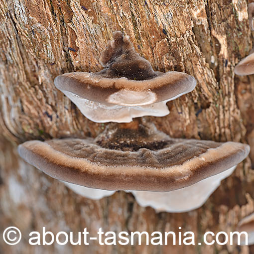 Bjerkandera adusta, Smoky polypore, fungi, Tasmania