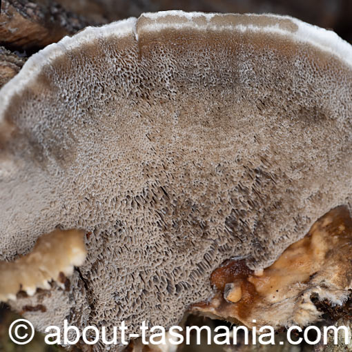 Bjerkandera adusta, Smoky polypore, fungi, Tasmania