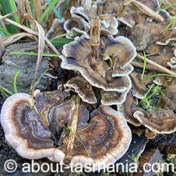 Bjerkandera adusta