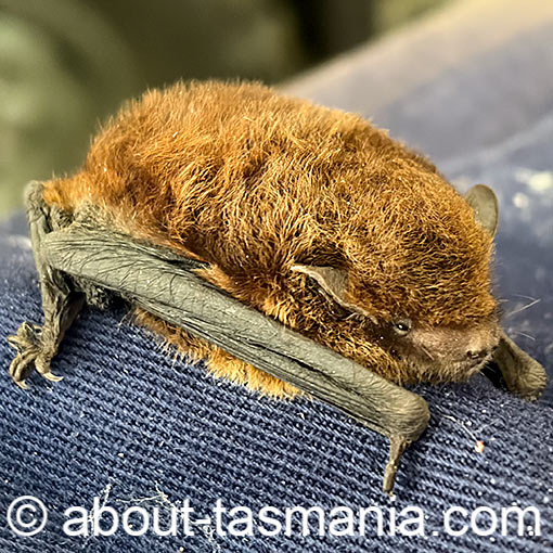 Chocolate wattle bat, Chalinolovus morio, Tasmania
