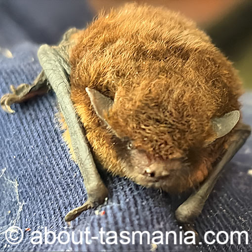 Chocolate wattle bat, Chalinolovus morio, Tasmania