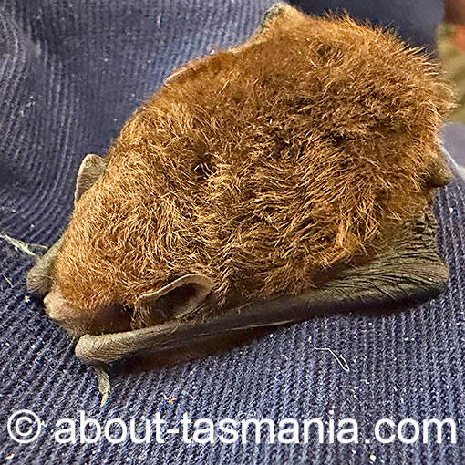 Chocolate wattle bat, Chalinolovus morio, Tasmania