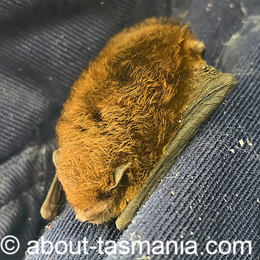 Chocolate wattle bat, Chalinolovus morio, Tasmania