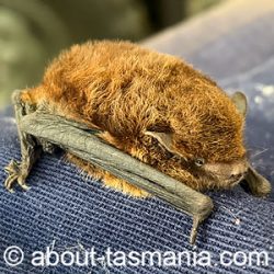 Chocolate wattle bat