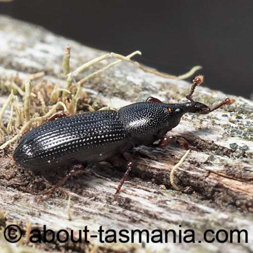 Cossonus sp., Curculionidae, Tasmania