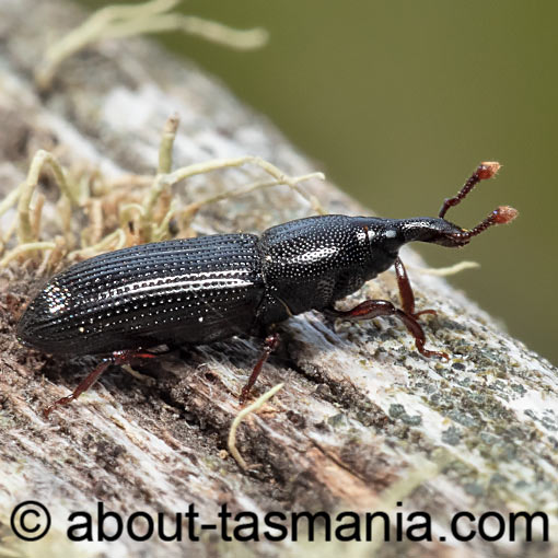 Cossonus sp., Curculionidae, Tasmania
