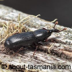 Cossonus sp.