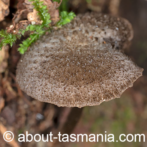 Entoloma strigosum, fungi, Tasmania