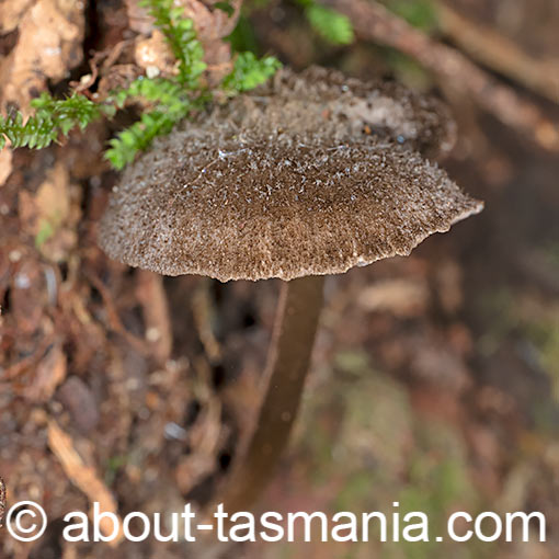 Entoloma strigosum, fungi, Tasmania