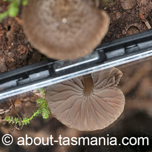 Entoloma strigosum, fungi, Tasmania