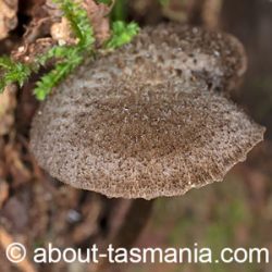 Entoloma strigosum