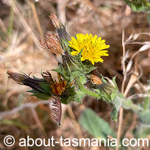 Helminthotheca echioides, Bristly Oxtongue, Tasmania
