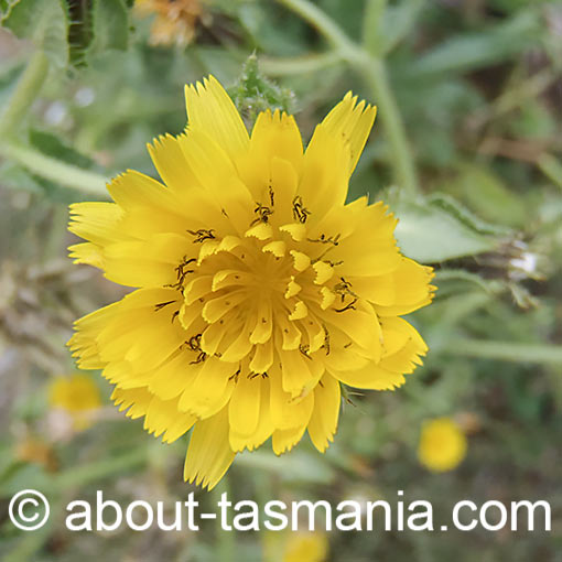 Helminthotheca echioides, Bristly Oxtongue, Tasmania