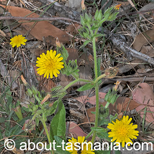 Helminthotheca echioides, Bristly Oxtongue, Tasmania