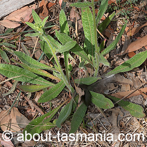 Helminthotheca echioides, Bristly Oxtongue, Tasmania