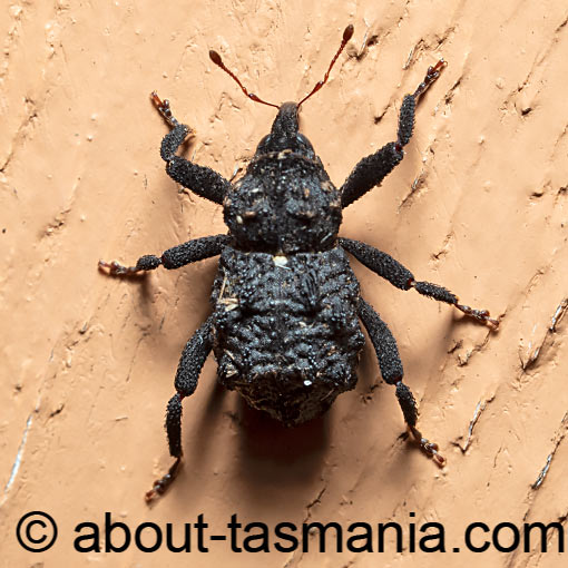 Hexymus australis, Curculionidae, Tasmania