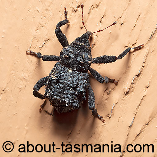 Hexymus australis, Curculionidae, Tasmania