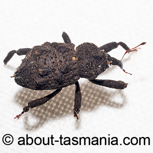 Hexymus australis, Curculionidae, Tasmania