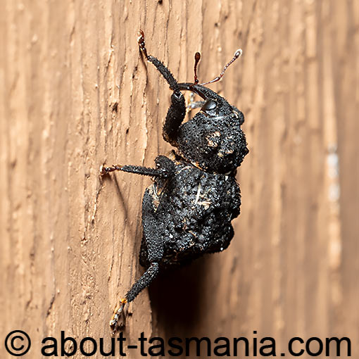 Hexymus australis, Curculionidae, Tasmania