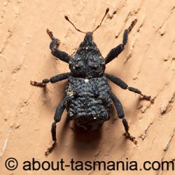 Hexymus australis