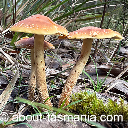 Hypholoma australianum, fungi, Tasmania
