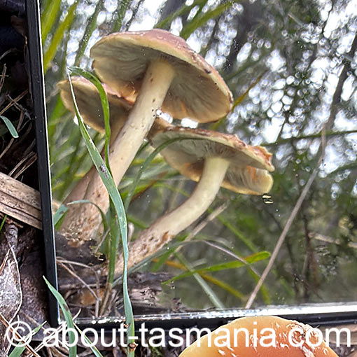 Hypholoma australianum, fungi, Tasmania