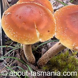 Hypholoma australianum
