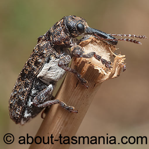 Isacantha dermestiventris, Belidae, Tasmania