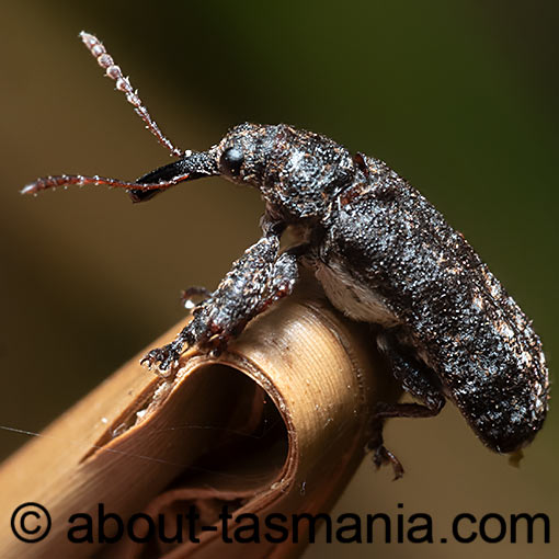 Isacantha dermestiventris, Belidae, Tasmania