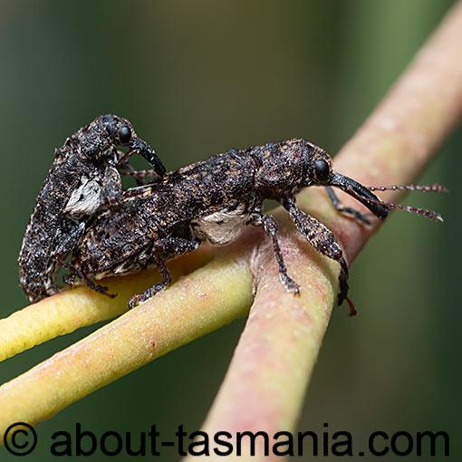 Isacantha dermestiventris, Belidae, Tasmania