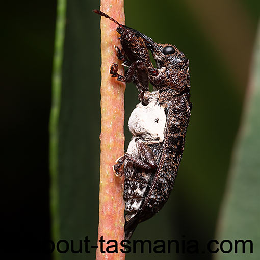 Isacantha dermestiventris, Belidae, Tasmania