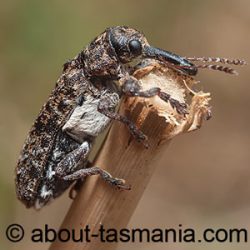 Isacantha dermestiventris