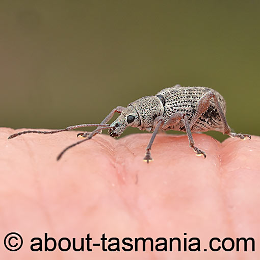 Merimnetes oblongus, Curculionidae, Tasmania