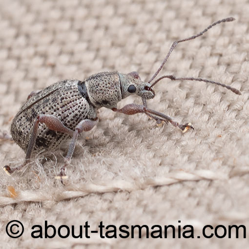 Merimnetes oblongus, Curculionidae, Tasmania