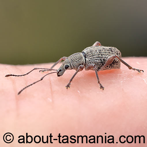 Merimnetes oblongus, Curculionidae, Tasmania