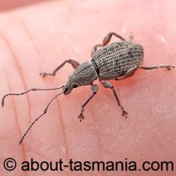 Merimnetes oblongus