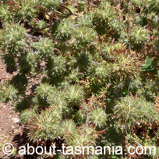 Navarretia squarrosa, skunkweed, Tasmania