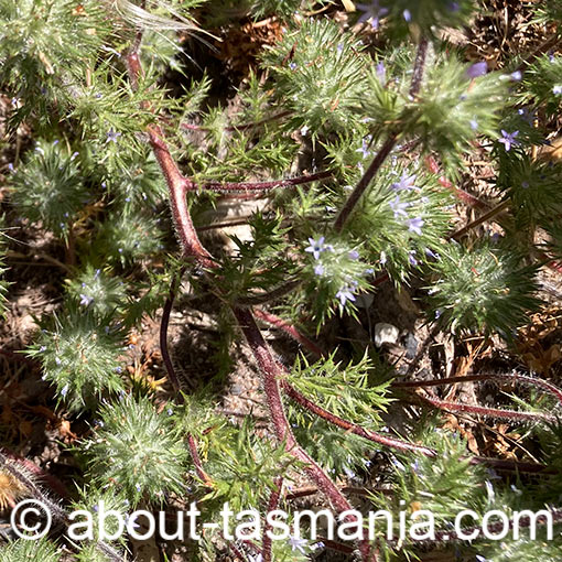 Navarretia squarrosa, skunkweed, Tasmania