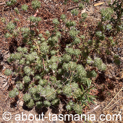 Navarretia squarrosa, skunkweed, Tasmania