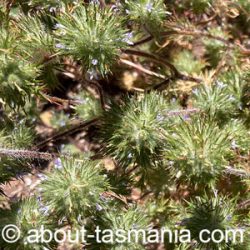 Navarretia squarrosa