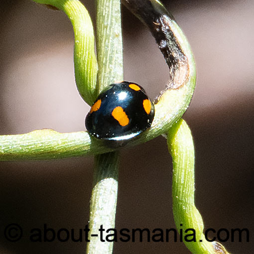 Orcus australasiae, Orange-spotted Ladybird beetle, Tasmania