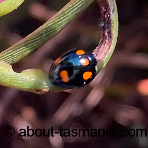 Orcus australasiae, Orange-spotted Ladybird beetle, Tasmania