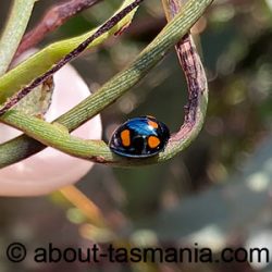 Orcus australasiae